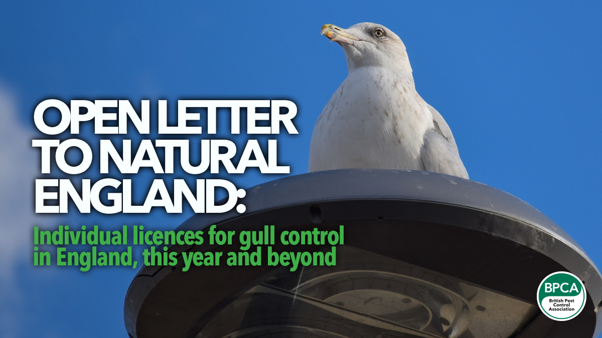 open-letter-to-natural-england-gull-licences